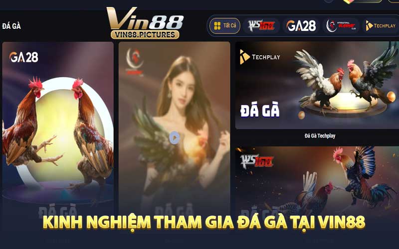 Kinh Nghiệm Tham Gia Đá Gà Tại VIN88