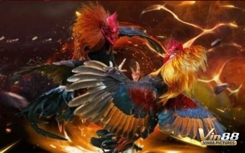 Đá gà cựa sắt - Kinh nghiệm đặt cược như cao thủ
