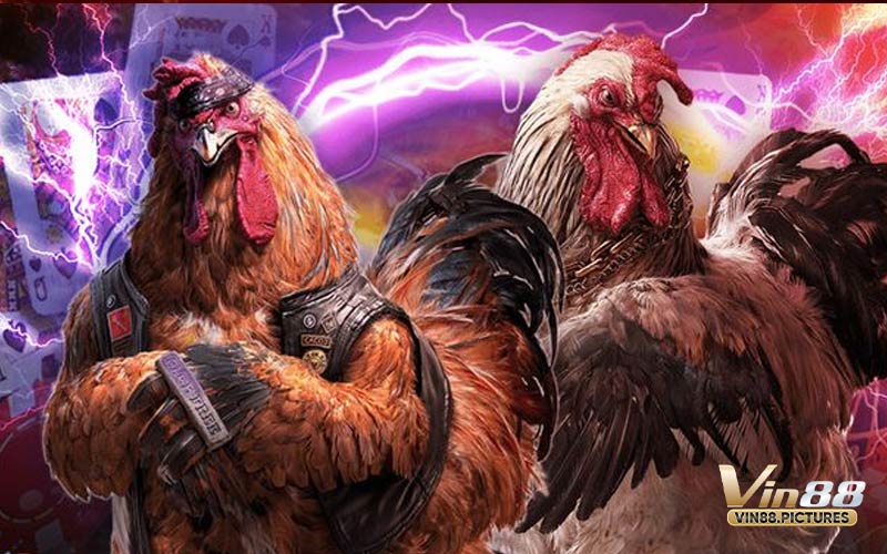 Đá gà cựa sắt - Quy tắc tổ chức một trận đấu
